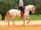 Horse ad
