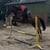 Horse ad