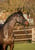 Horse ad