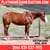 Horse ad