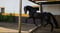 Annuncio cavallo