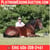 Horse ad