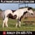 Horse ad