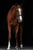 Horse ad