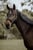 Annuncio cavallo