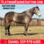 Horse ad