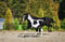 Annonce cheval