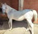 Annuncio cavallo