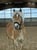 Annuncio cavallo