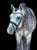 Horse ad