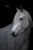 Horse ad