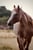 Horse ad
