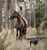 Horse ad