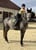 Annuncio cavallo