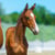 Annuncio cavallo