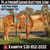 Horse ad