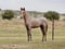 Annonce cheval
