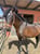 Horse ad