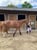 Horse ad