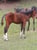Annonce cheval