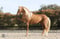 Annuncio cavallo
