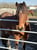 Horse ad
