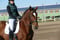 Annonce cheval