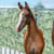 Annuncio cavallo
