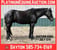 Horse ad