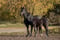 Annuncio cavallo