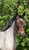 Annuncio cavallo