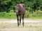 Horse ad