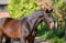 Annonce cheval