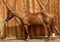 Horse ad
