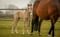 Horse ad