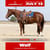Anuncio de caballos