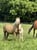 Annuncio cavallo