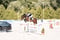 Horse ad