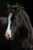 Horse ad