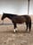 Horse ad