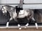 Horse ad