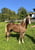 Annuncio cavallo