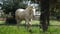 Horse ad