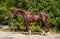 Annonce cheval