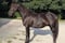 Annuncio cavallo