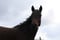 Horse ad