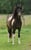 Horse ad