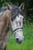 Annuncio cavallo
