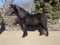 Annuncio cavallo
