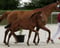 Horse ad